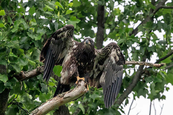 Juvenile Bald Eagle