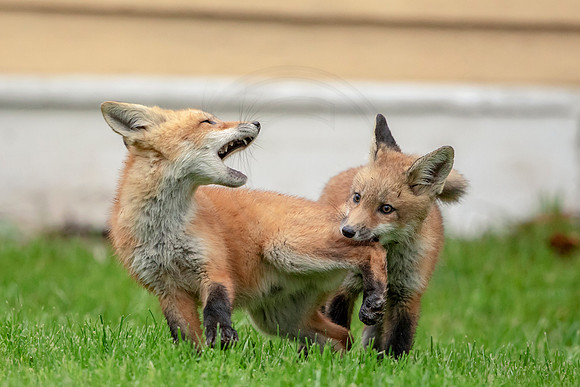 Red Fox Kits playing