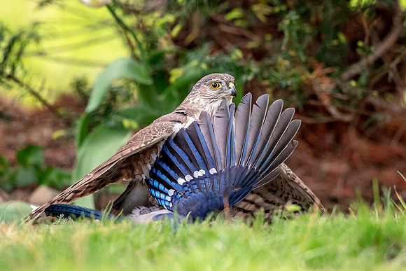 Sharp-shinned hawk with a bluejay