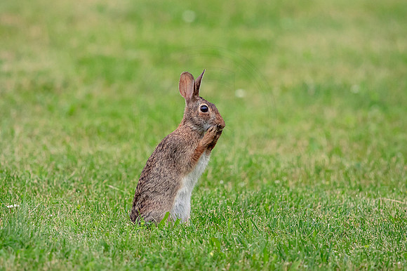 Rabbit looking shy