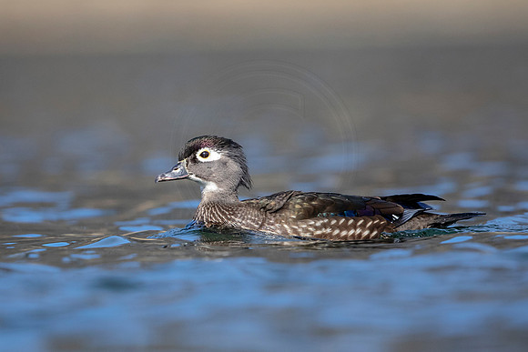 Female Wood Duck