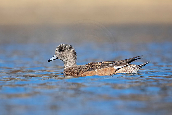 American Widgeon