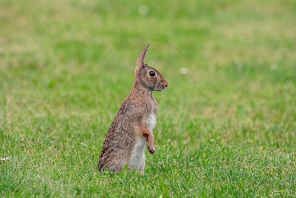 Rabbit