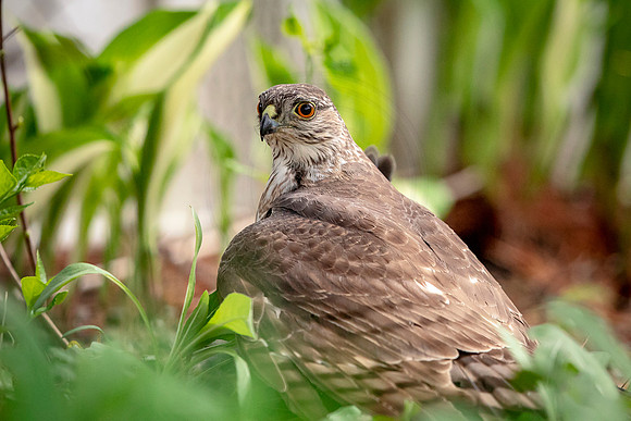 Sharp-shinned hawk