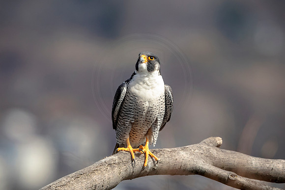 Peregrine Falcon