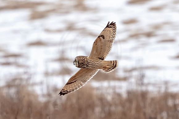 Short-eared owl
