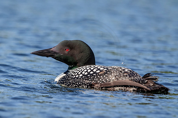 Common Loon