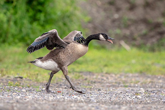 Canada Goose