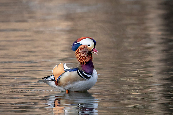 Mandarin Duck in NYC