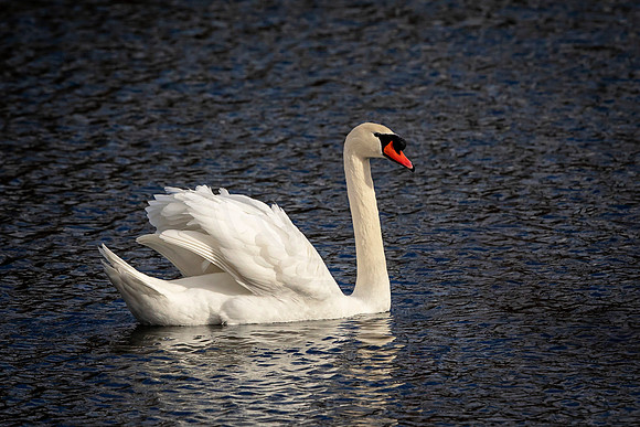 Swan