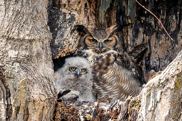 Great Horned Owl and Owlet