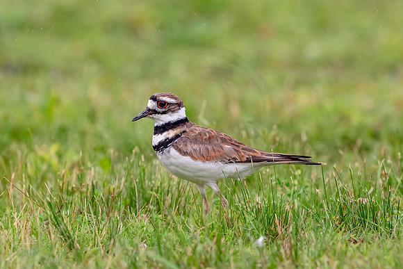 Killdeer