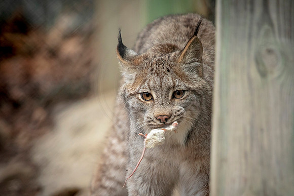 Bobcat