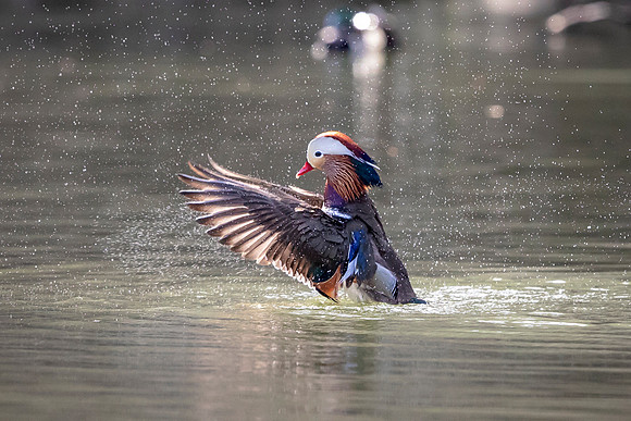 Mandarin Duck in NYC