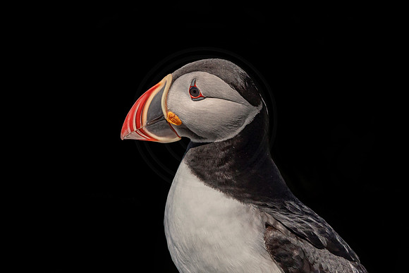 Atlantic Puffin