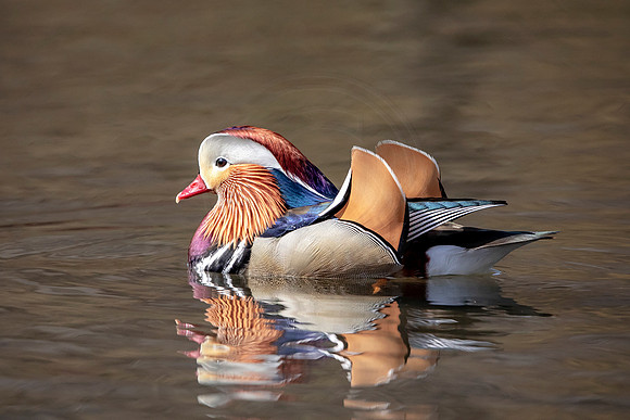 Mandarin Duck in NYC