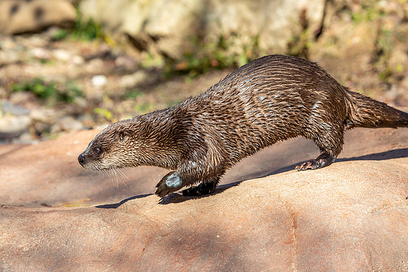 Otter