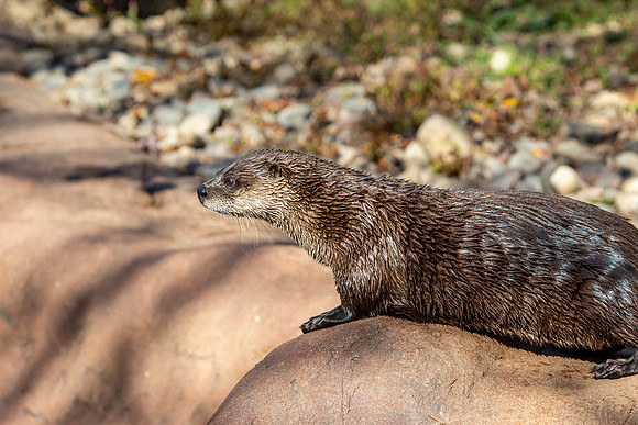 Otter