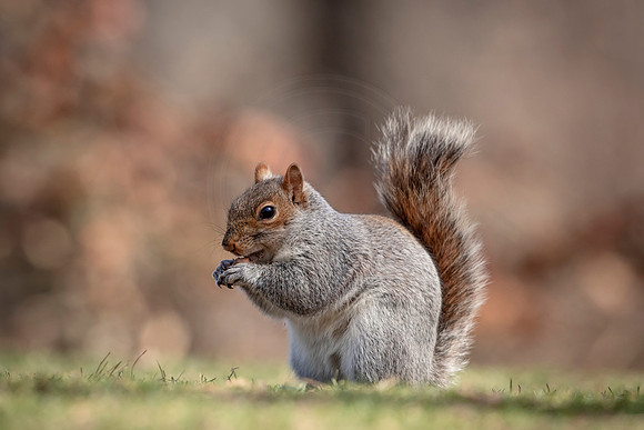 Gray Squirrel