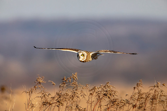 Short-eared owl