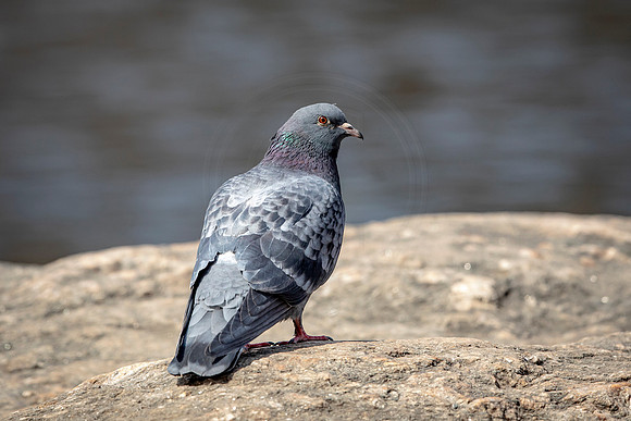 Pigeon