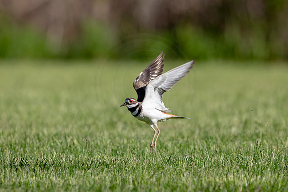 Killdeer