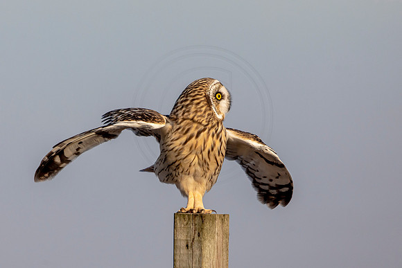 Short-eared owl