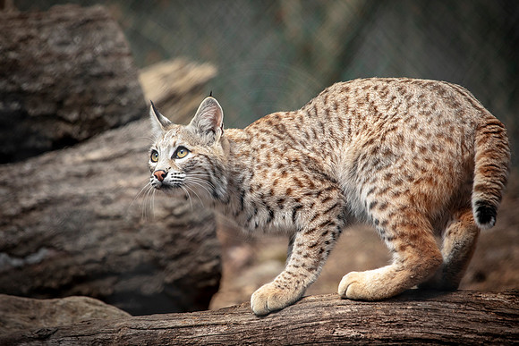 Bobcat