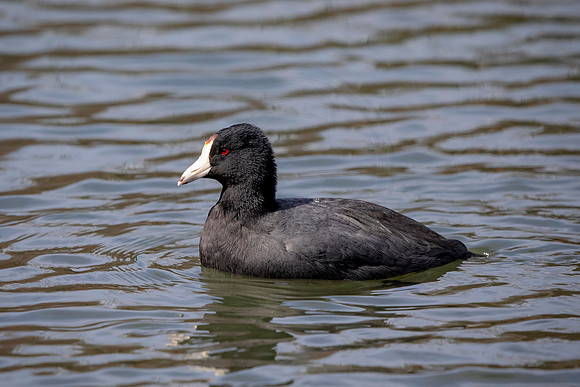 American Coot