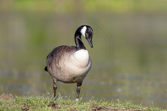 Canada Goose
