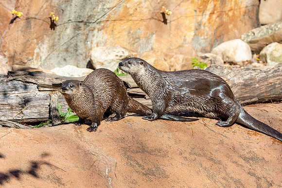 Otters