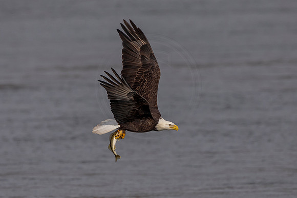 Bald Eagle with a fish at the Conowingo Dam
