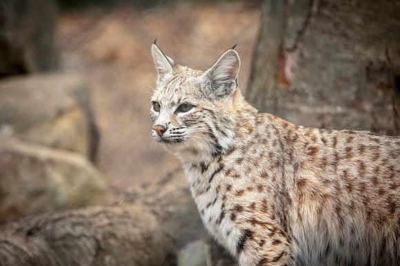 Bobcat