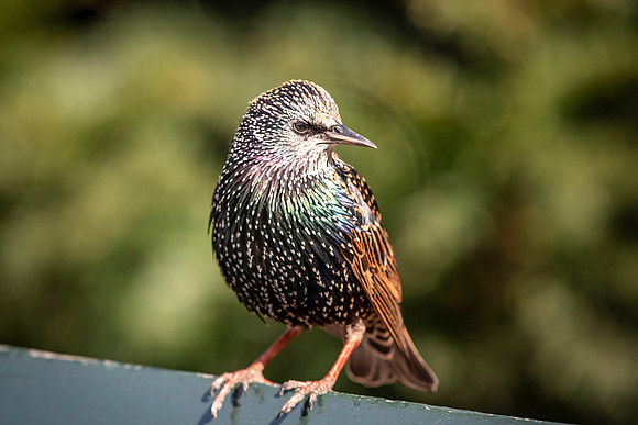 Starling