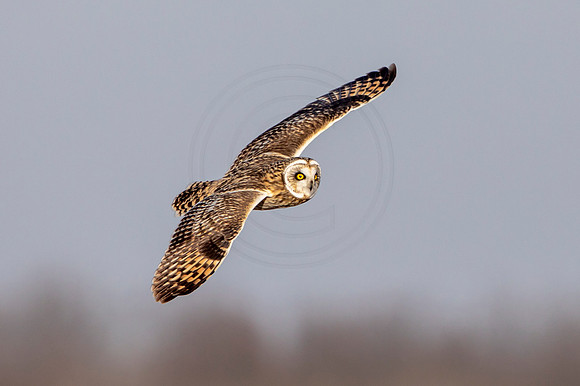 Short-eared owl