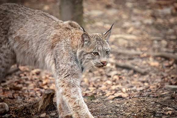 Lynx