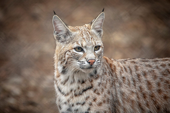 Bobcat