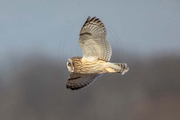 Short-eared owl