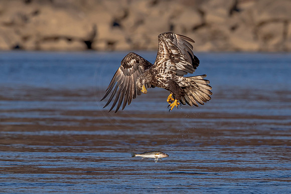Juvenile Bald Eagle dropping a fish