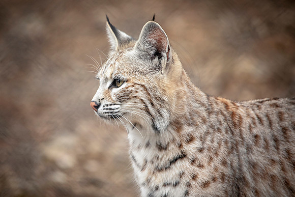 Bobcat