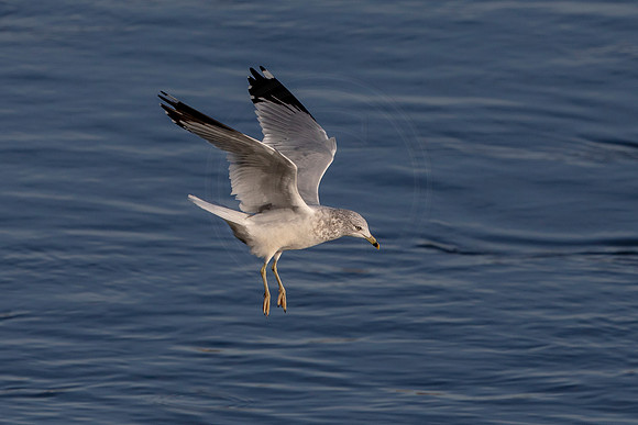 Gull