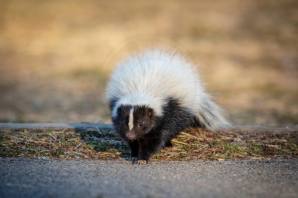 Skunk