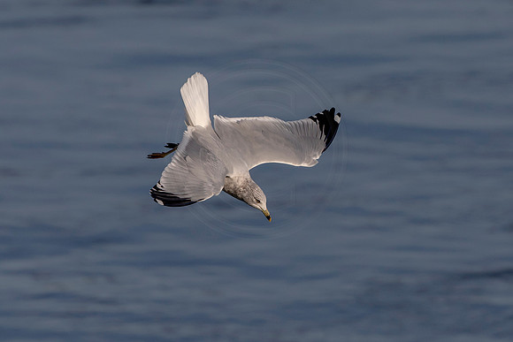 Gull