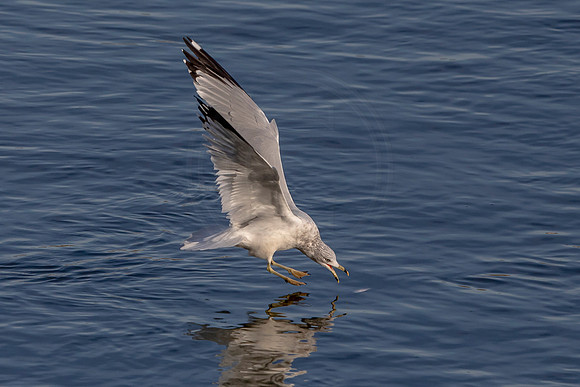 Gull