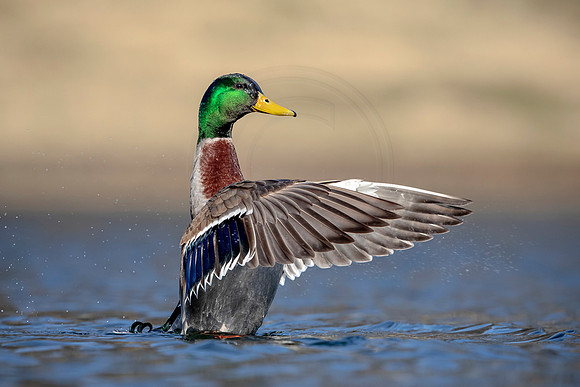Male Mallard Duck