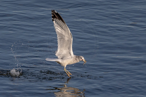 Gull