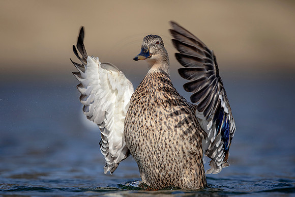Female Mallard Duck