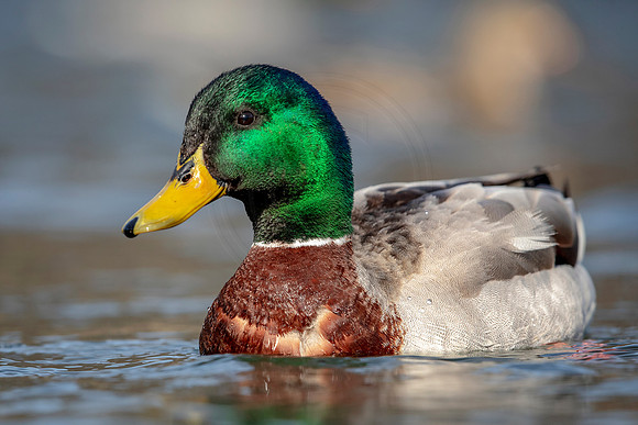 Male Mallard Duck