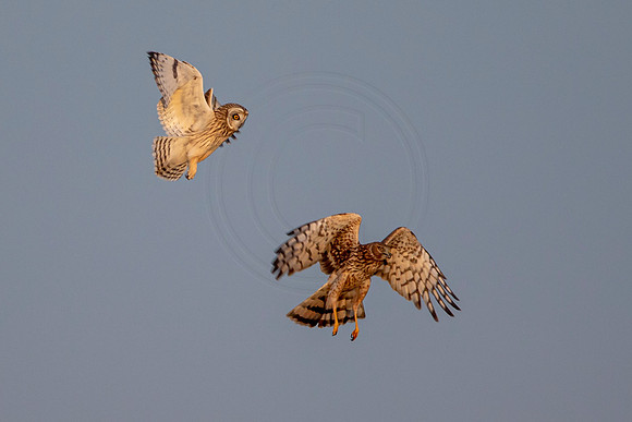 Short-eared owl and Northern Harrier