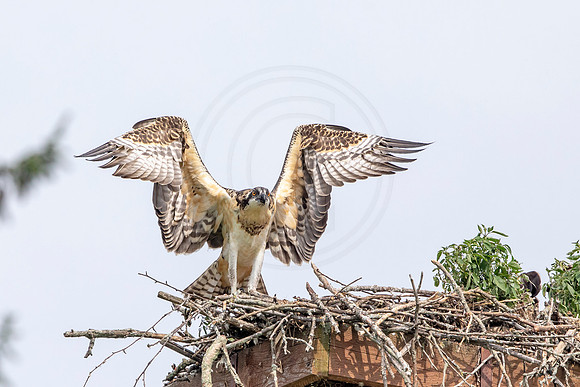 Osprey